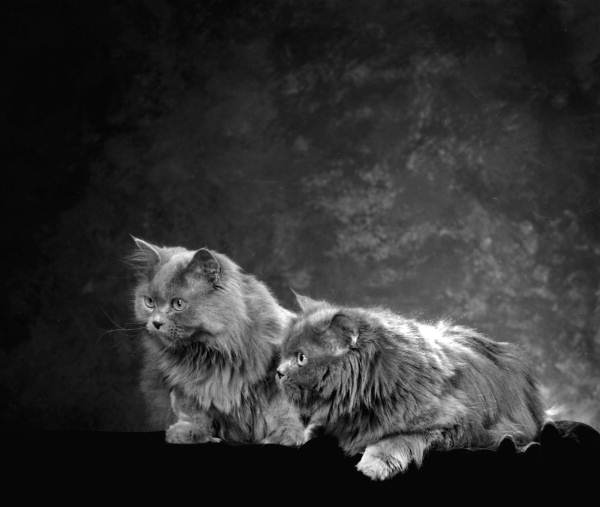 View showing Dorothy Hansen's cats in the photographic studio - Tallahassee, Florida.
