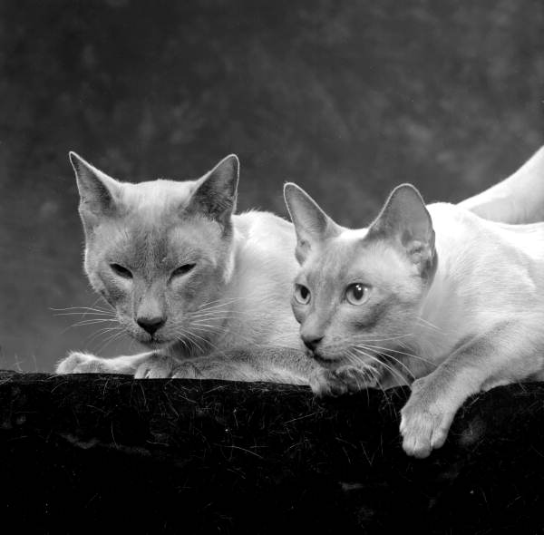 View showing Pat Gilbert's Blue Point Siamese cats in the photographic studio - Tallahassee, Florida.