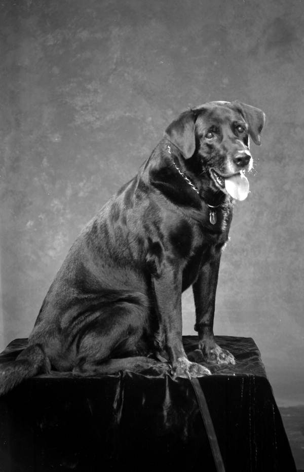 View showing Mrs. Wilbur Jones' dog "Joe" in the photographic studio - Tallahassee, Florida.