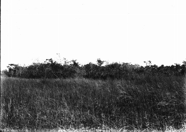Hammock of Annona glabra and willow