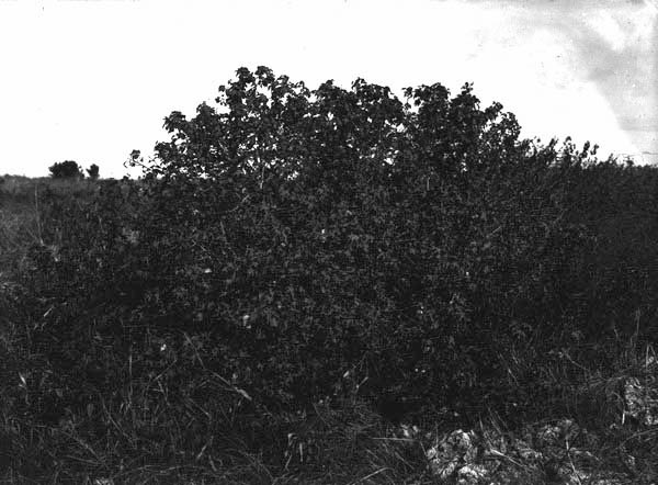Wild cotton shrub and asparagus