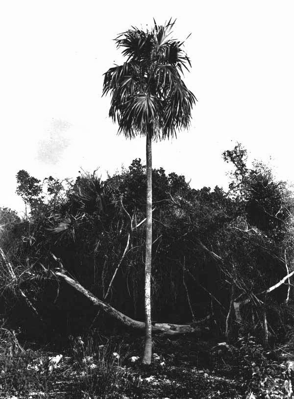 Silk-top Thrinax growing on coral limestone