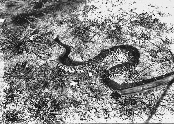Diamondback rattlesnake