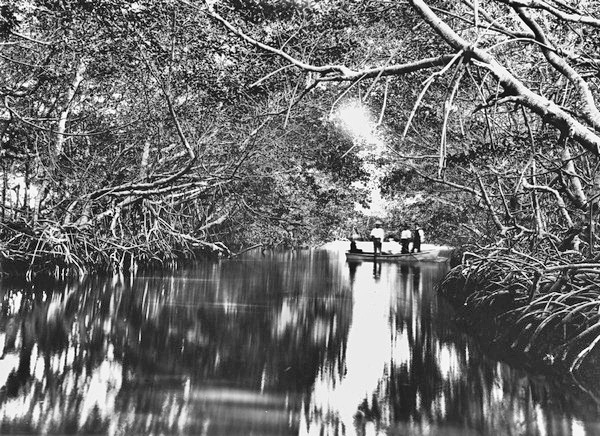 Mangrove trees