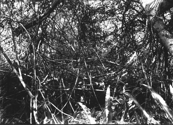 Hammock plants