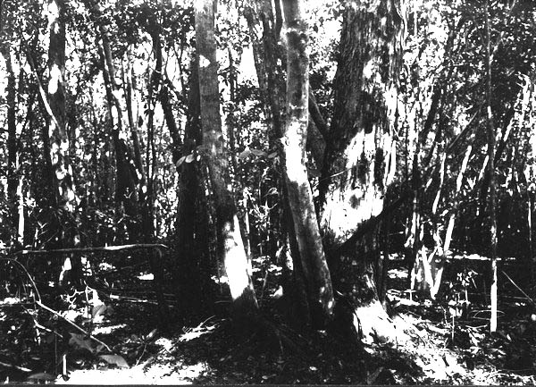 Hammock trees