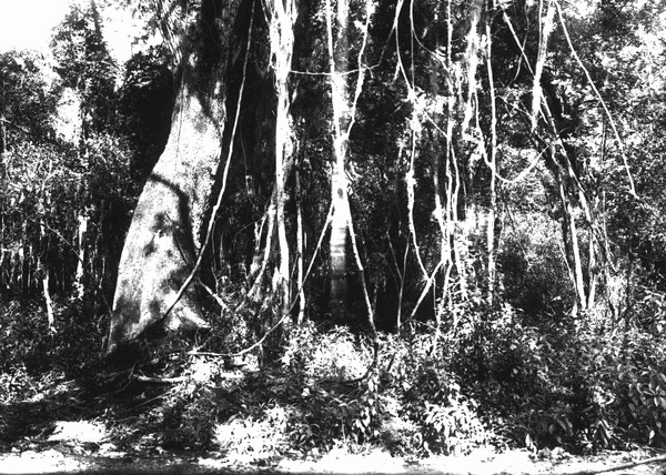 Hammock trees
