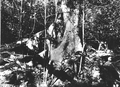 Ficus aurea growing on edge of lime sink