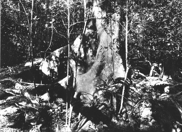 Ficus aurea growing on edge of lime sink