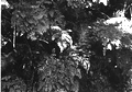 Ferns growing in lime sink