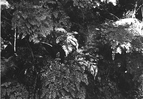 Ferns growing in lime sink