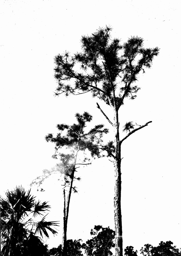 Hawk's nest in tree