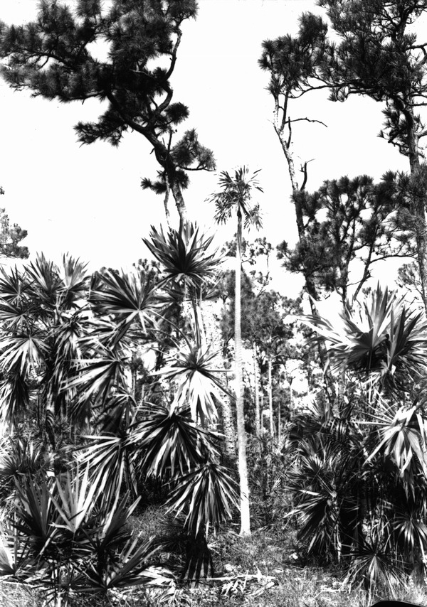 Thrinax and Coccothrinax