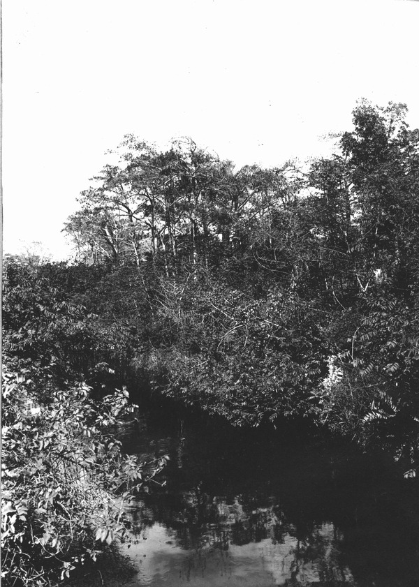 Bald cypress