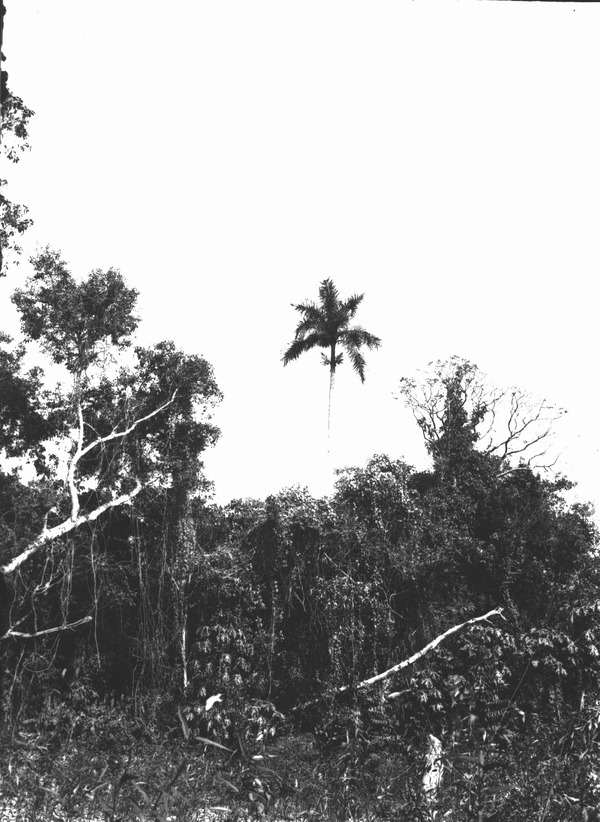 Roystonea regia