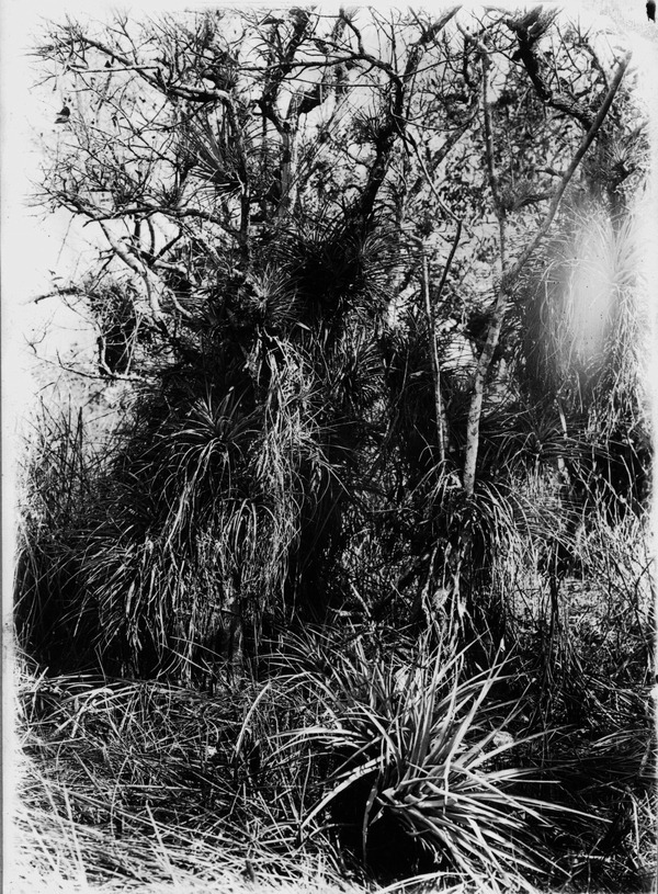 Annona glabra heavily laden with Tillandsia fasciculata