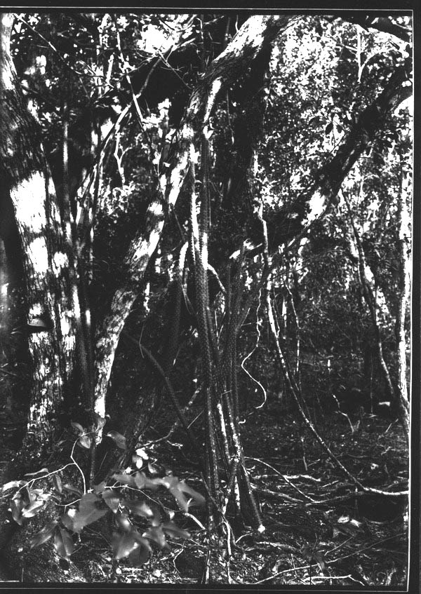 Thicket of Harrisia brookii in hammock