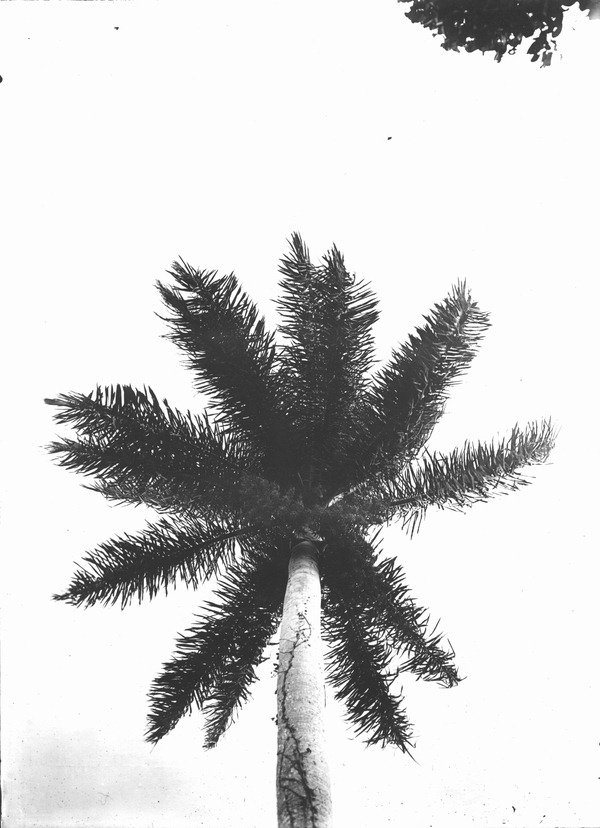 Crown of a flowering Roystonea regia