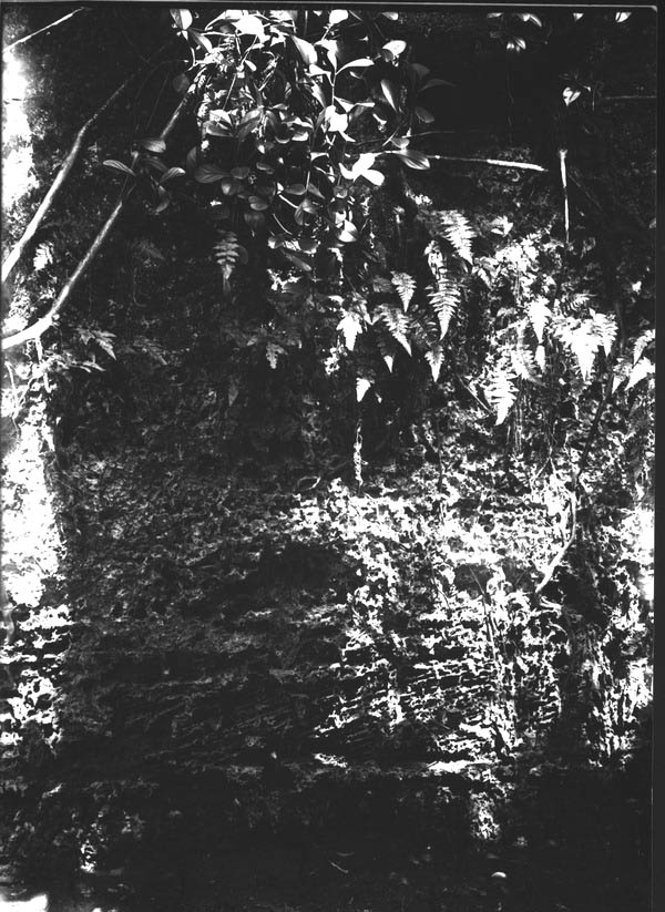 Ferns growing above a lime sink