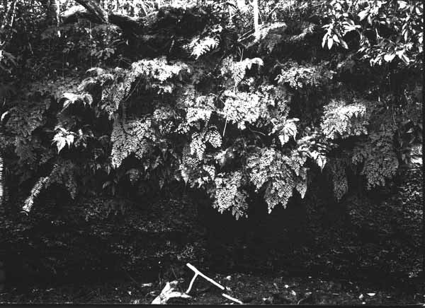 Ferns growing in lime sink