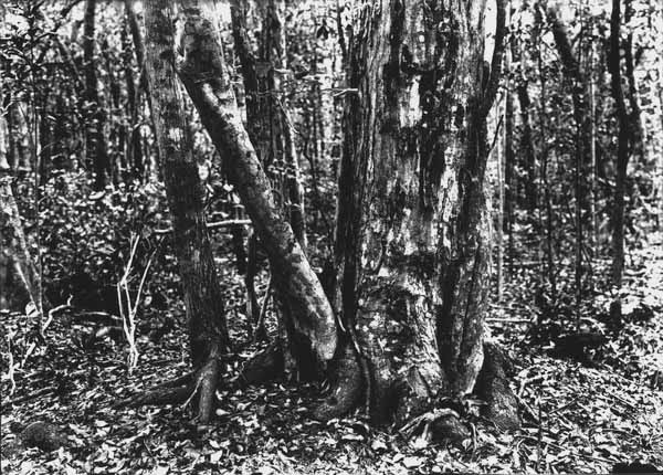 Group of trees in hammock