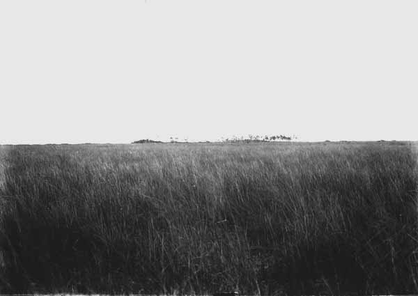Saw-grass
