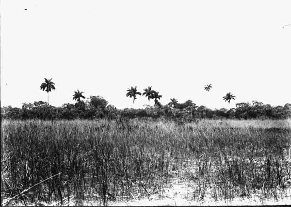 Everglades and hammock