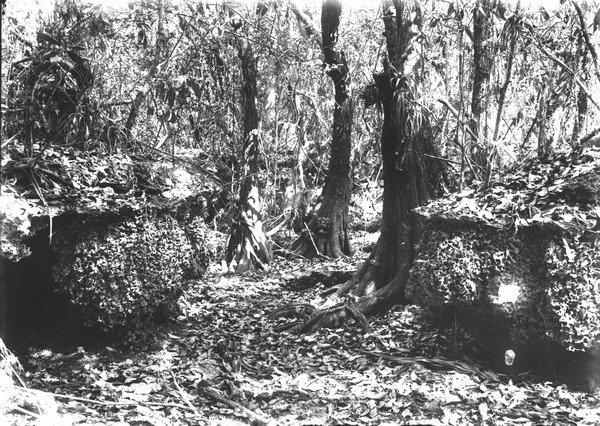 Bobcat dens, Annona, air plants and orchids.