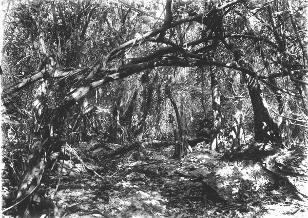 Jungle and limestone erosion