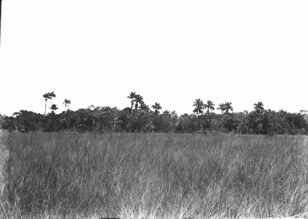 Everglades and hammock