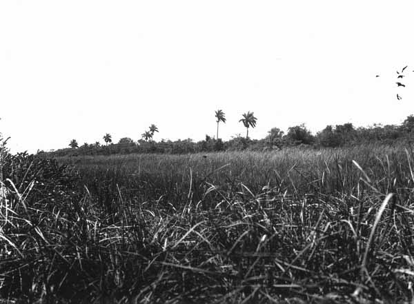 Everglades and hammock