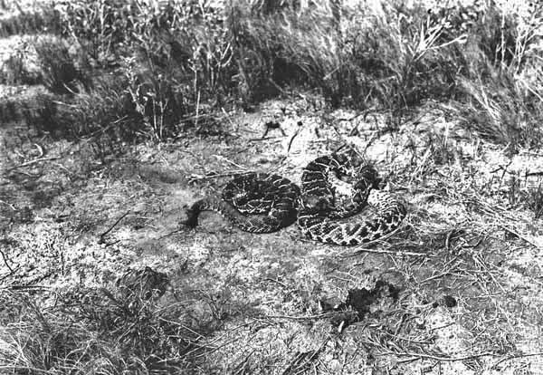 Two diamondback rattlesnakes