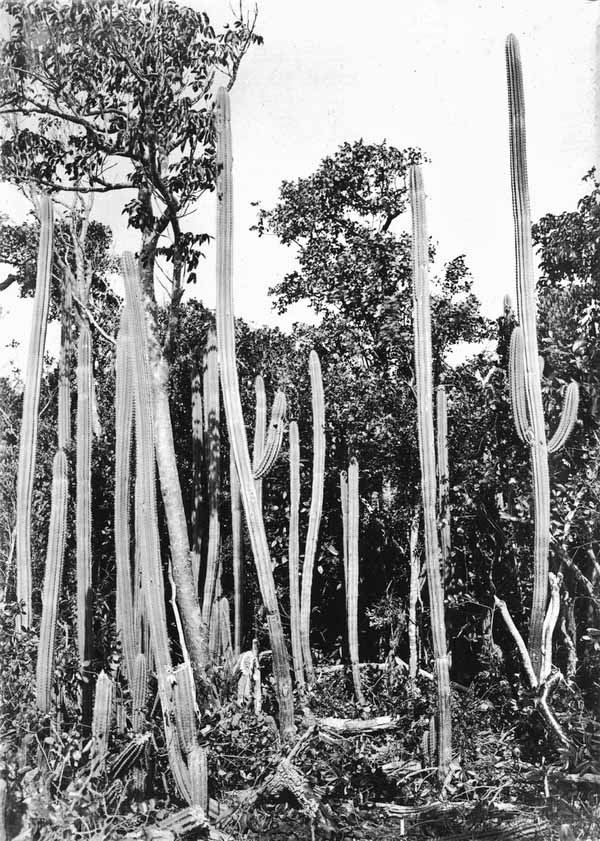 Cephalocereus keyensis growing in hammock