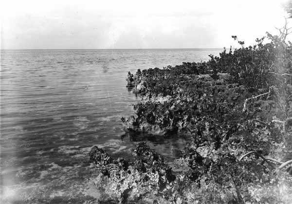 Eroded shore and low hammock - Pumpkin Key, Florida