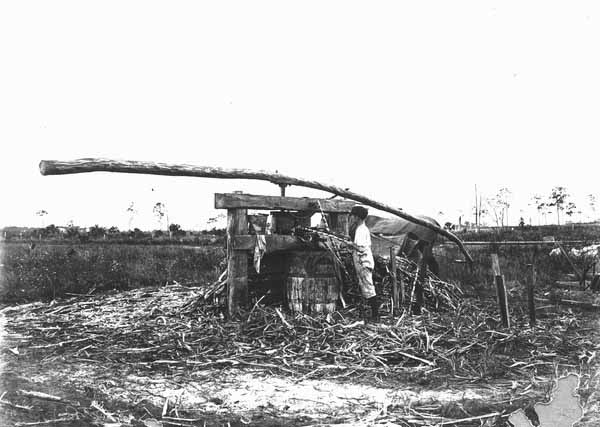 Child pressing juice from sugarcane