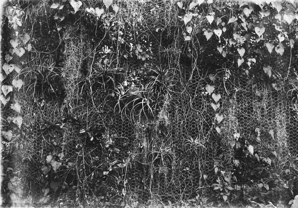 Wire fence with bromeliads