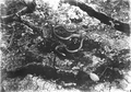 Chicken snake on mud floor of hammock