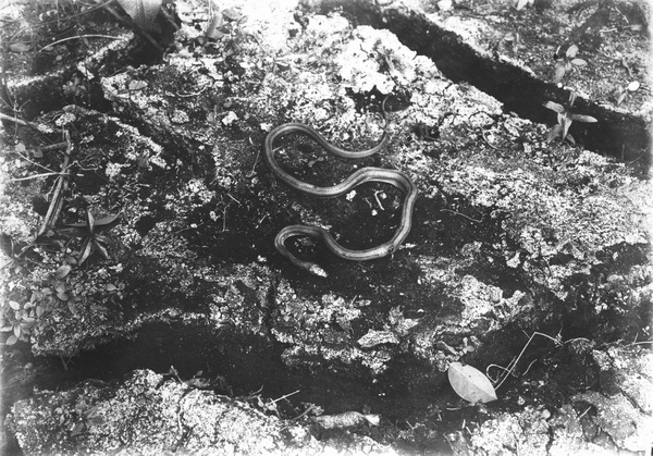 Chicken snake on mud floor of hammock