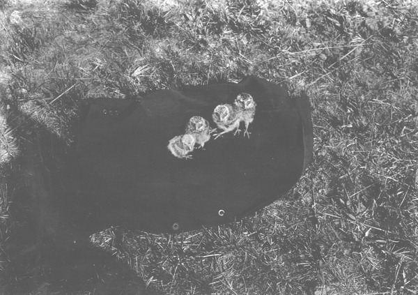 Burrowing owl chicks