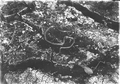 Chicken snake on mud floor of hammock