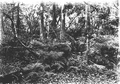 Bed of Osmunda regalis and other ferns in hammock