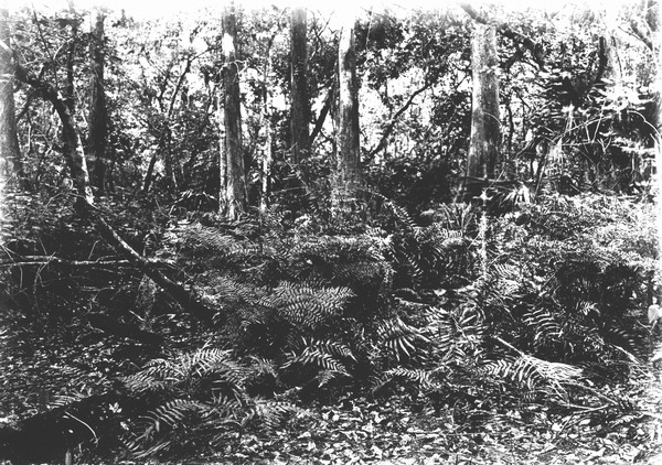 Bed of Osmunda regalis and other ferns in hammock