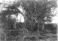 Bald cypress entangled with Ficus aurea