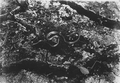 Chicken snake on mud floor of hammock