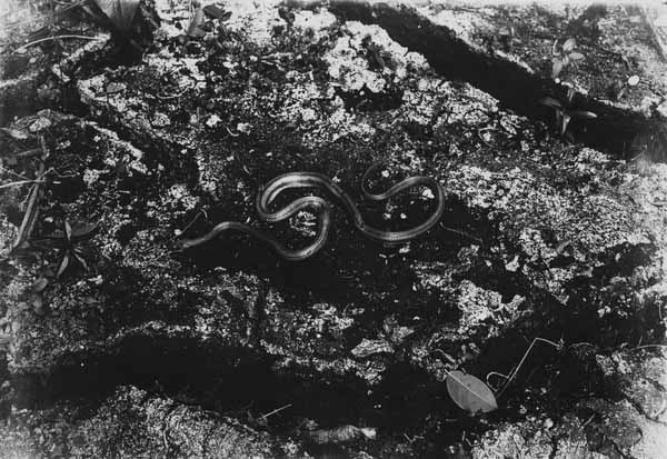 Chicken snake on mud floor of hammock