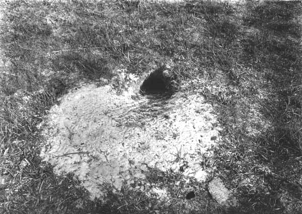 Burrowing owl burrow