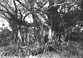 Bald cypress entangled with Ficus aurea