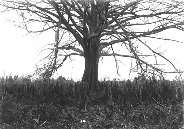 Small bald cypress growing in deep peat