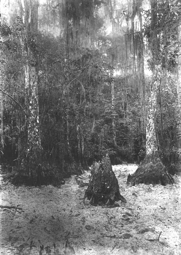 Bald cypress trees, knees, and stumps