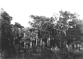Bald cypress and Sabal palmetto hammock